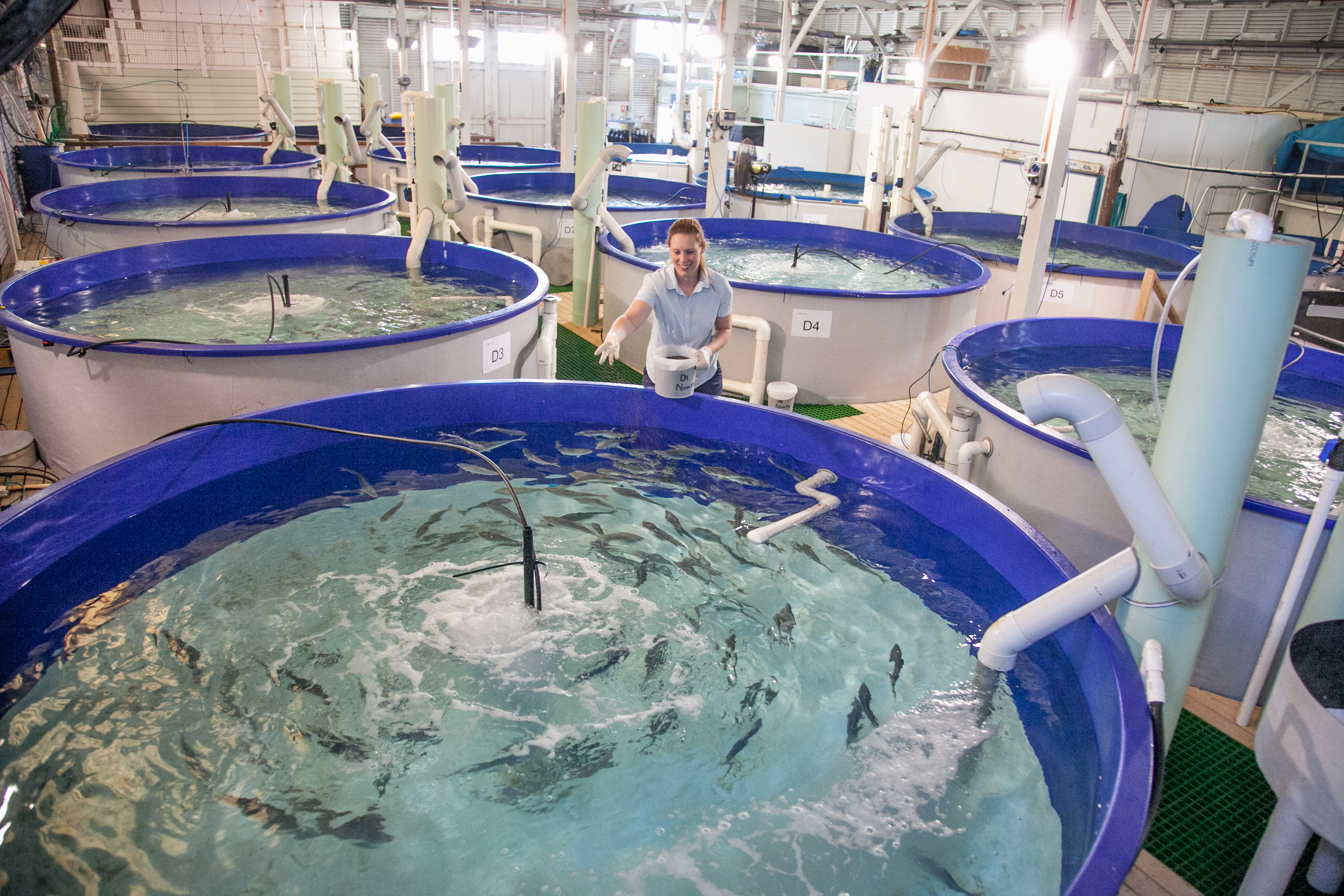 Girl feeding fish in aquaculture nursery