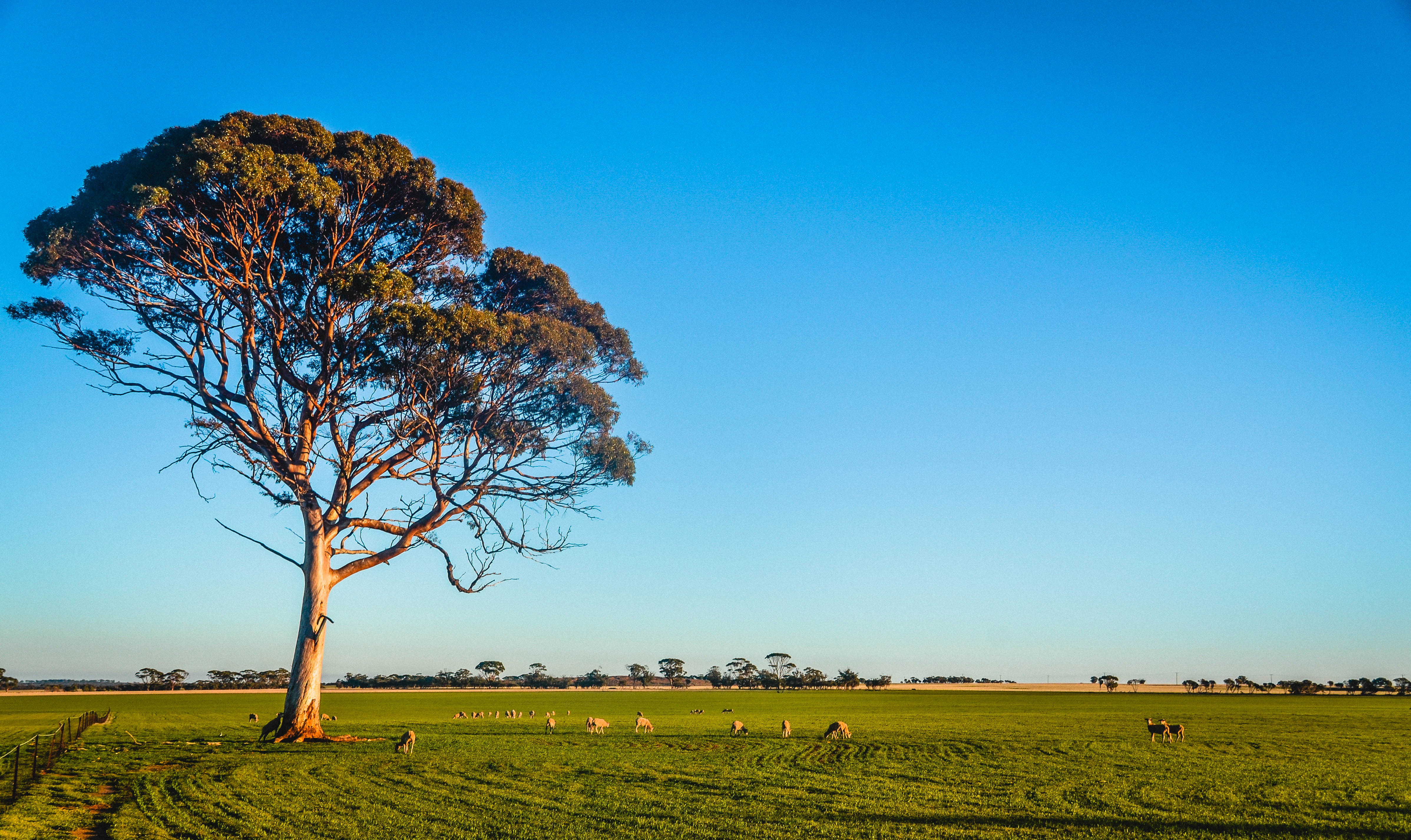 Tree in the countryside