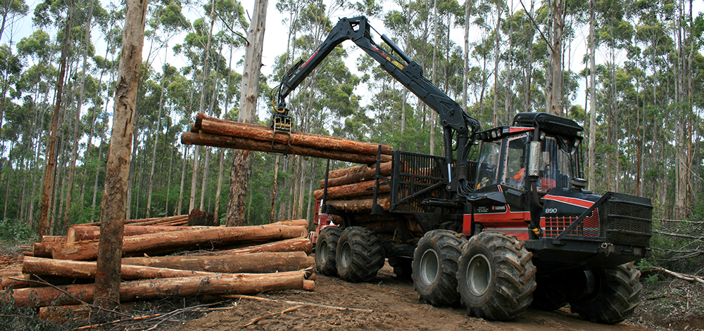 Karri forest thinning operation | Western Australian Government