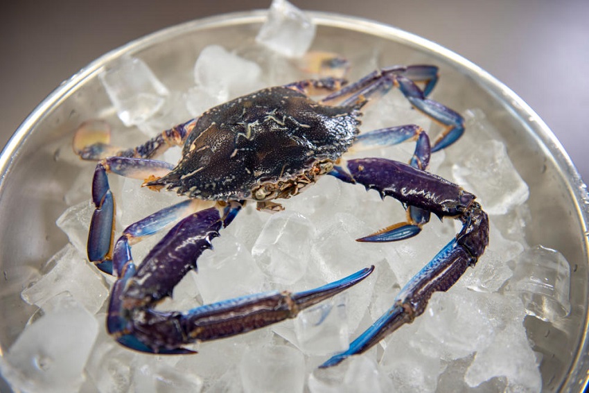 A blue swimmer crab in a bowl of ice