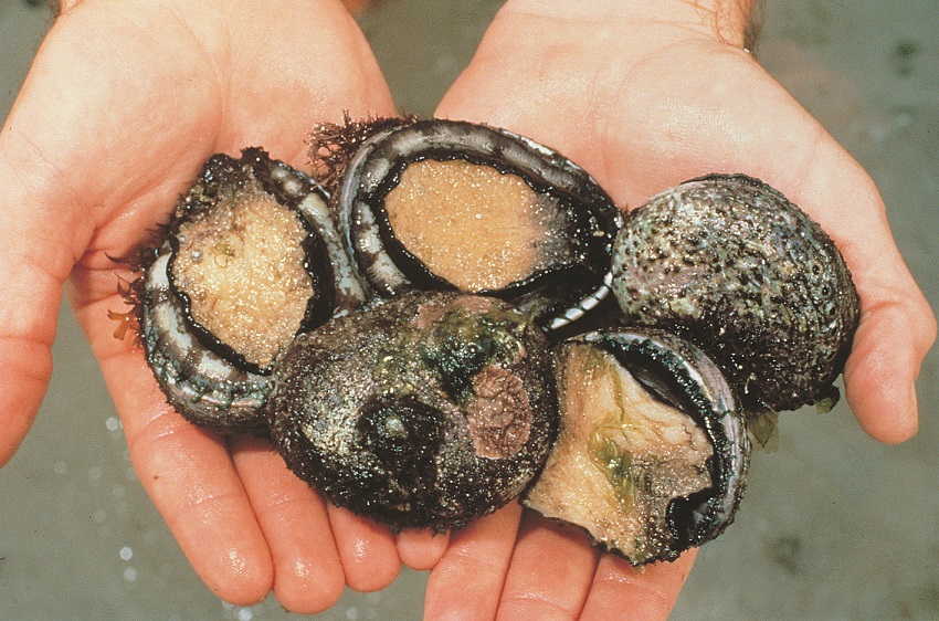 Five Roes abalone in cupped hands