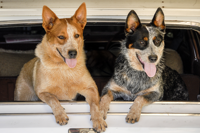 Red and blue heeler in car