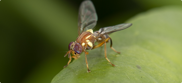 A Queensland fruit fly on a leaf