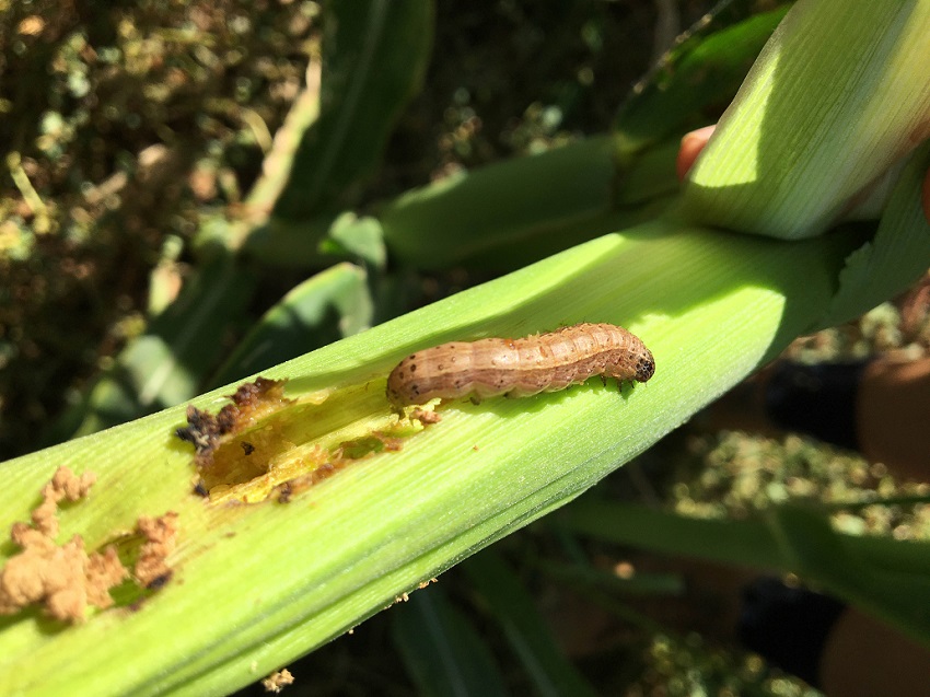 Fall armyworm on a leaf