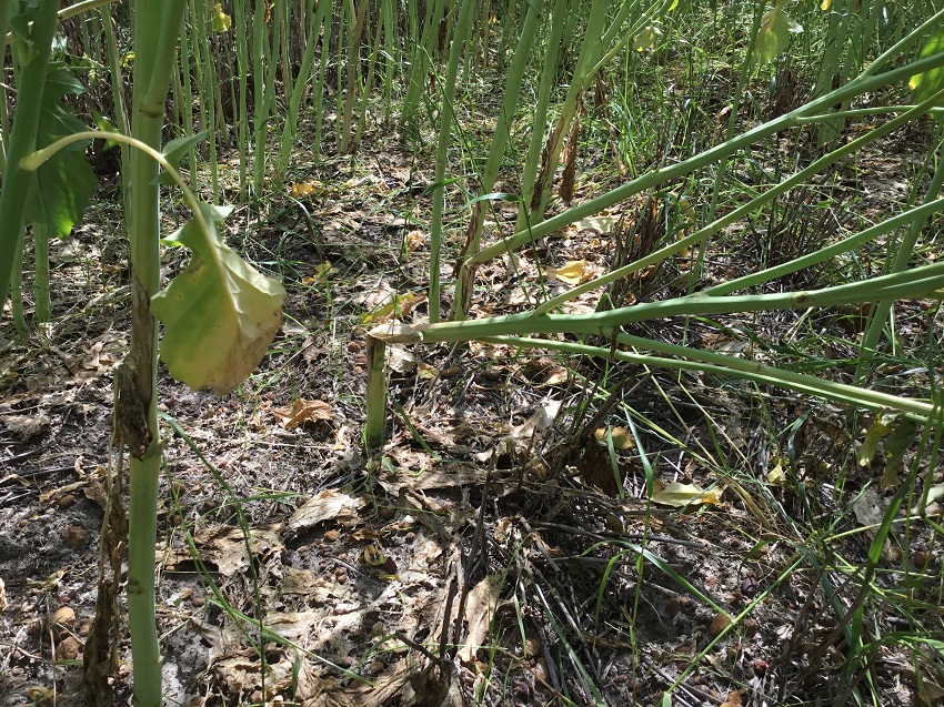 Plants lodging, which is a sign of the disease.