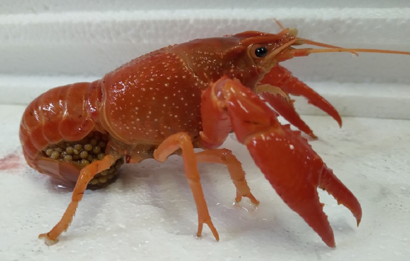 A red swamp crayfish with eggs under its tail