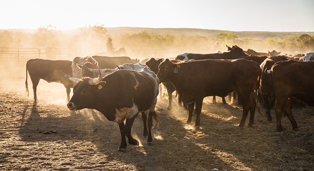 A cattle of cows standing in a dusty field