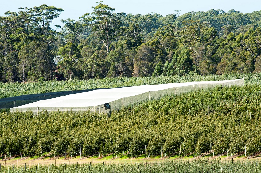 A netted structure covering apple trees in an orchard 