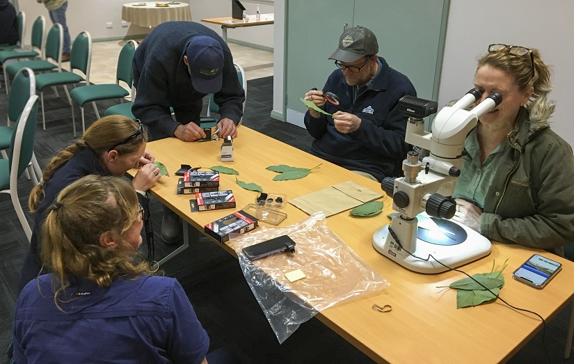 Five south west avocado growers in a workshop to identify six spotted mite