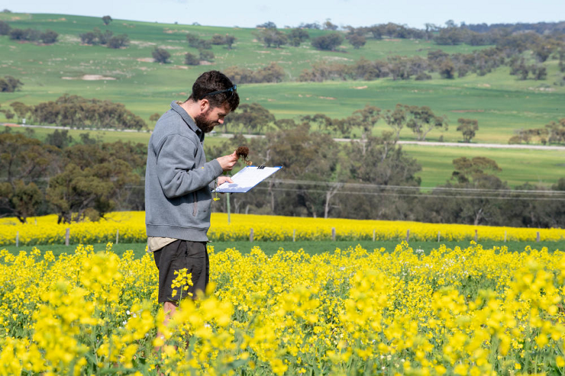 Man hold a clipboard in a field of canola