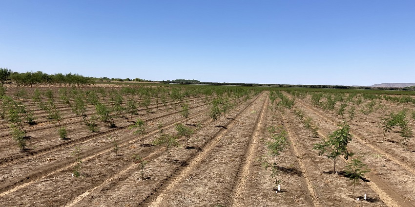 Second generation triploid seedlings grown on Kununurra site