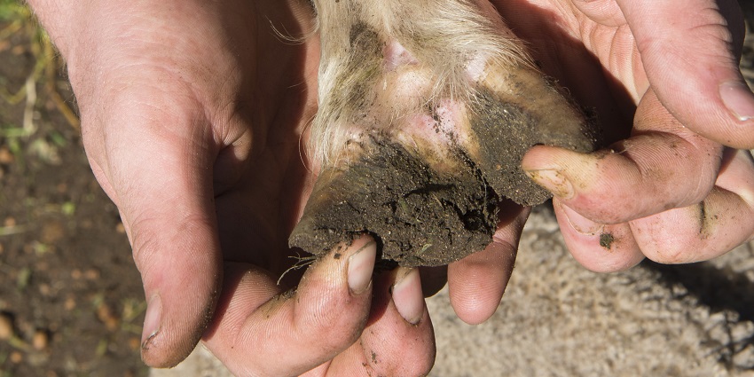 hands checking the feet of a sheep