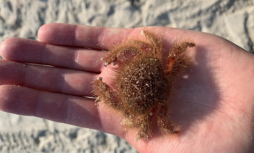 close up of man's hand holding hairy crab