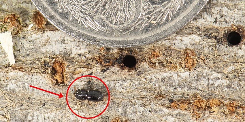 insect on wood next to 5 cents coin to show scale