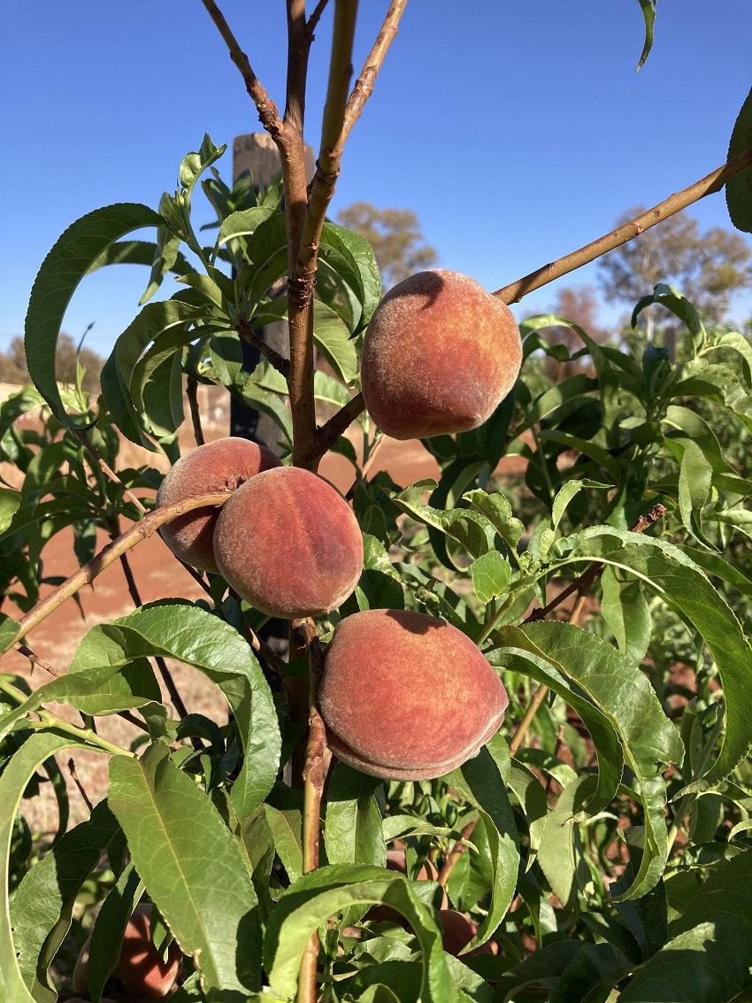 Stonefruit on tree