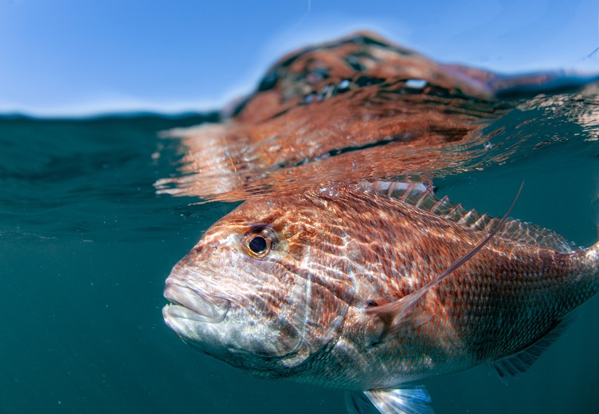 large fish underwater