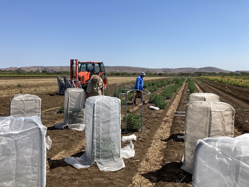 Men standing in field