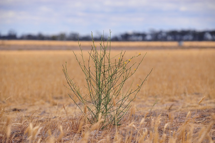 Flowering week in paddock