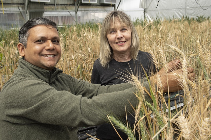 Two people standing in wheat crop