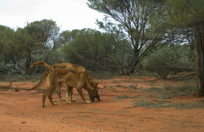 wild dogs in bushland