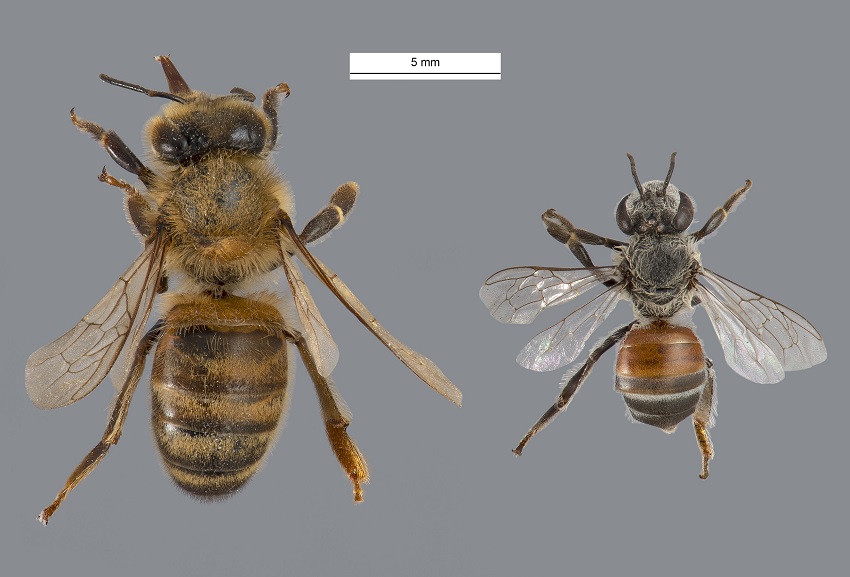 two different species of bee side by side