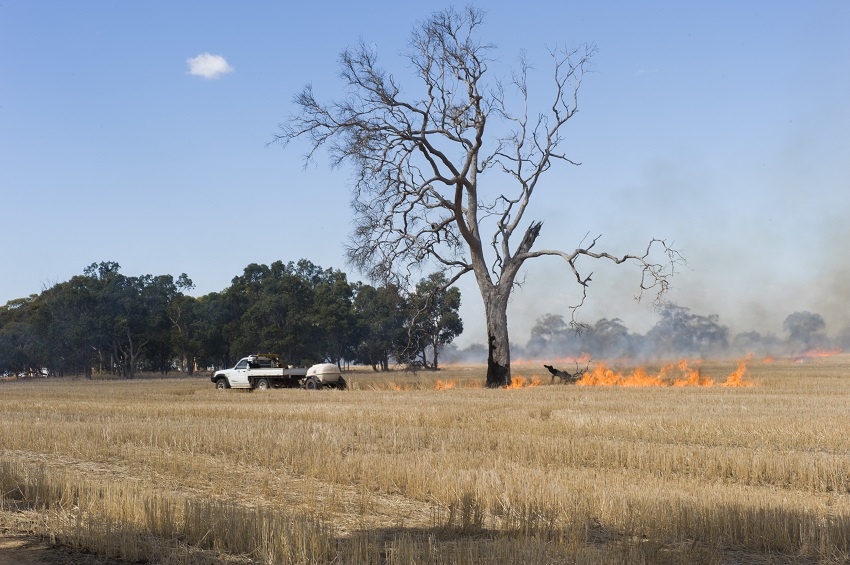 fire in paddock