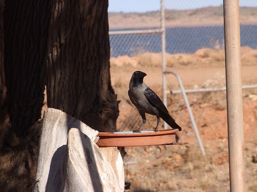 bird on tree stump