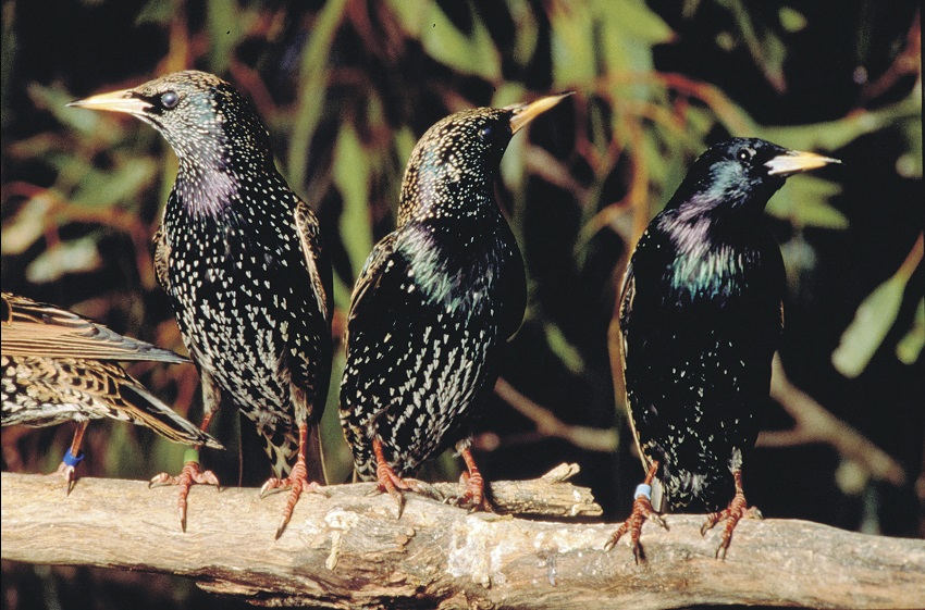 Three birds sitting on a branch