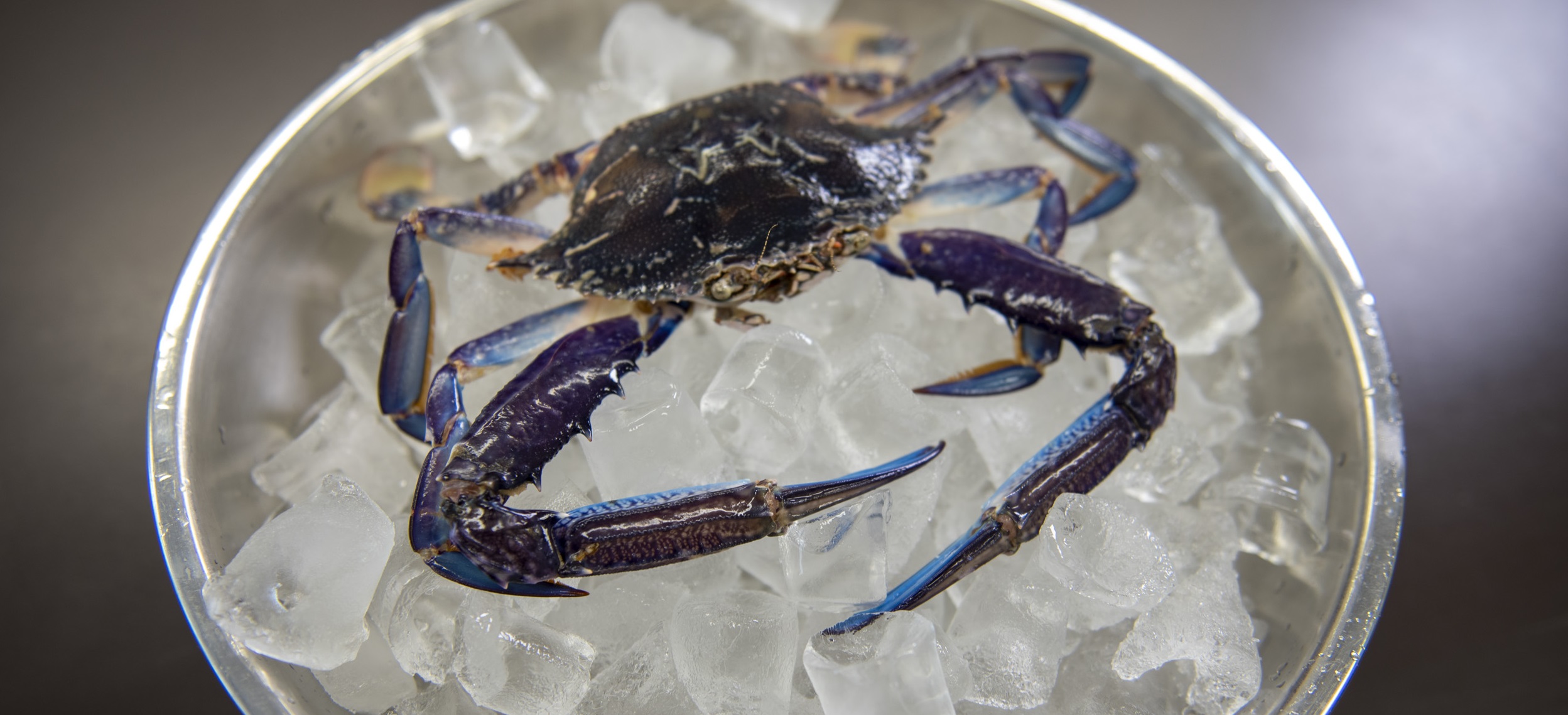 blue swimmer crab on a bowl of ice