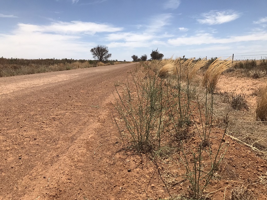 skeleton weed on roadside