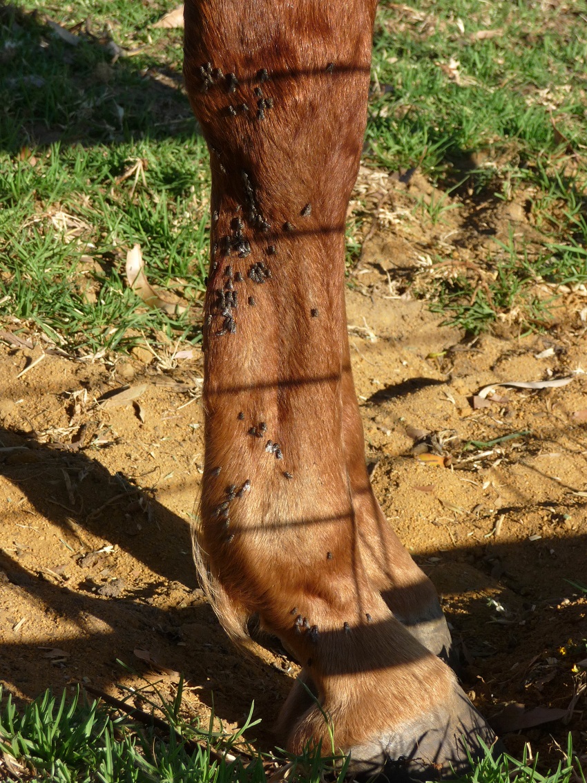 Stable flies on leg of animal