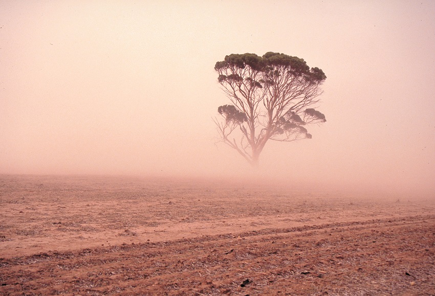 Tree surrounded by red fog