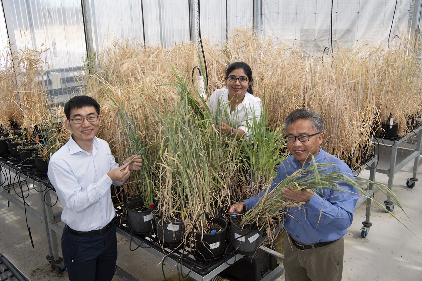 three people standing in greenhouse holding barley