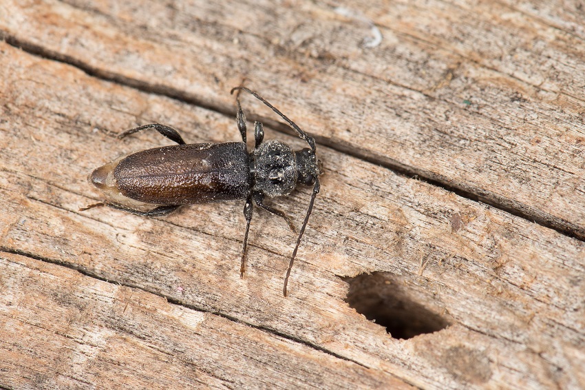 Insect on wood next to exit hole