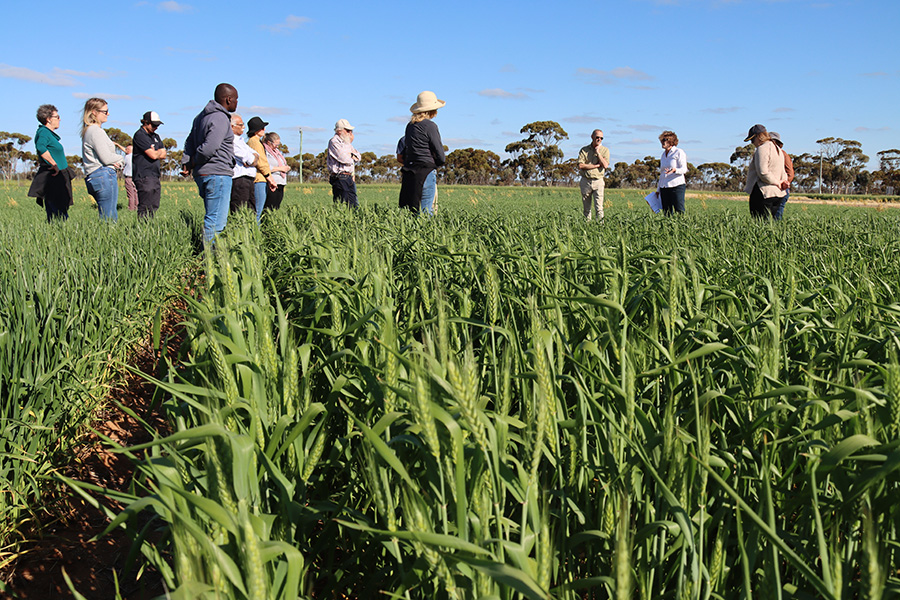 group of scientists standing in field of grain crops listening to a woman speaking 