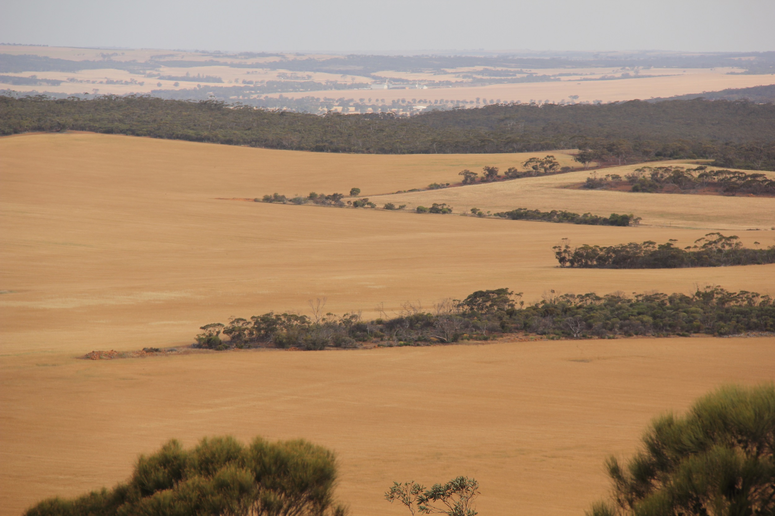 panoramic view of the wheatbelt