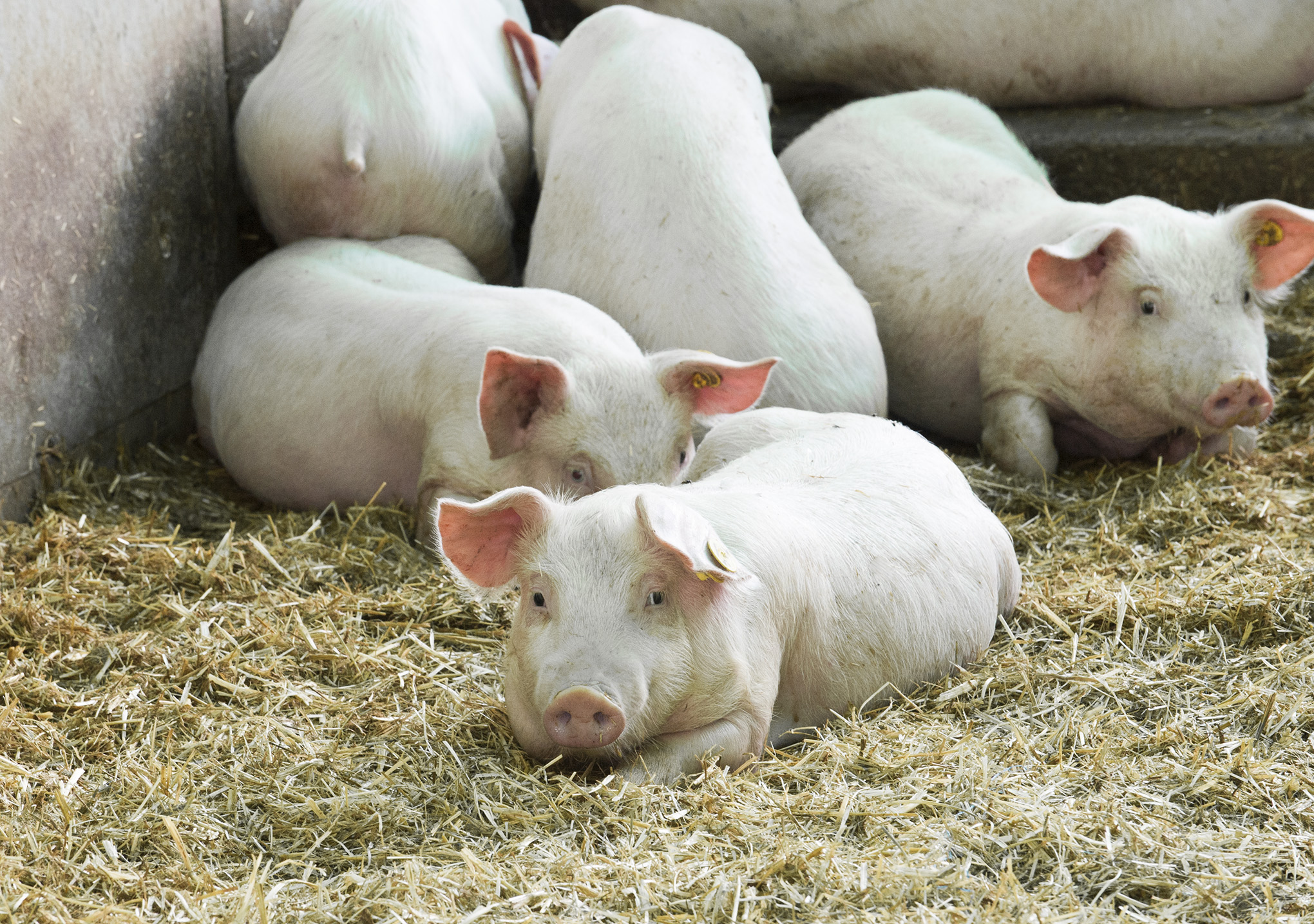 pigs lying in pig pen on hay