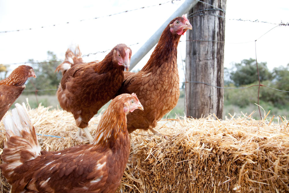 four red chickens in a chicken coup on hay