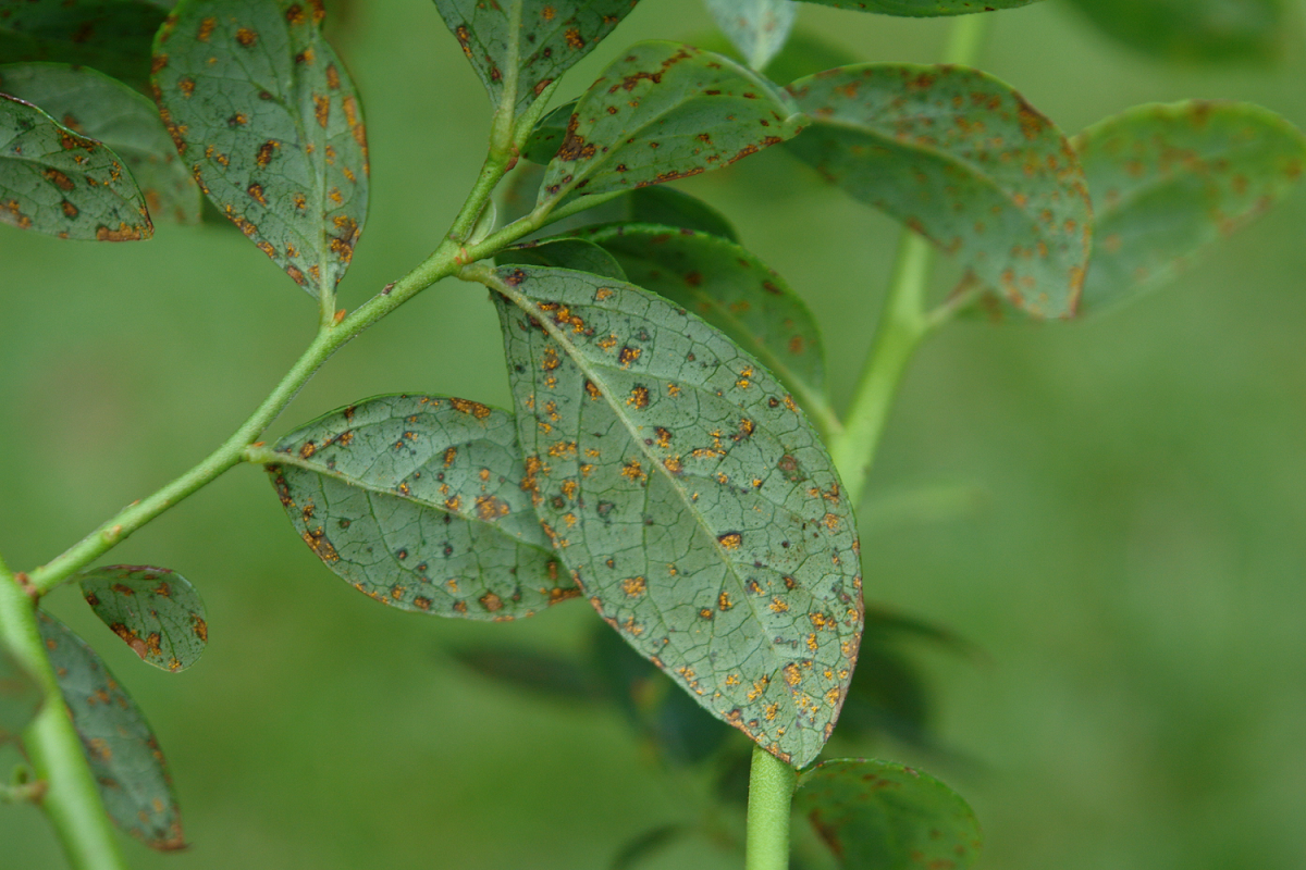 close up of blueberry leaf with rust on it