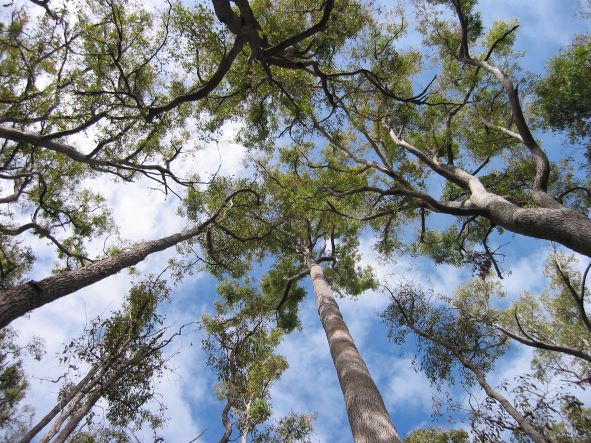 Marri Jarrah trees