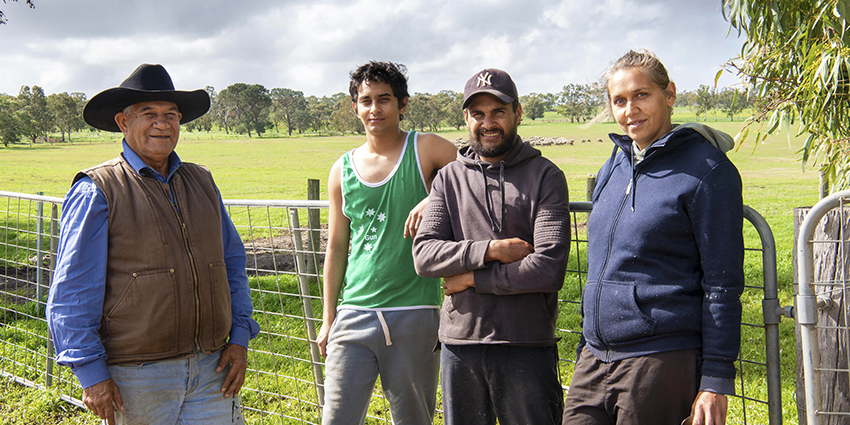 Sheep shearing school