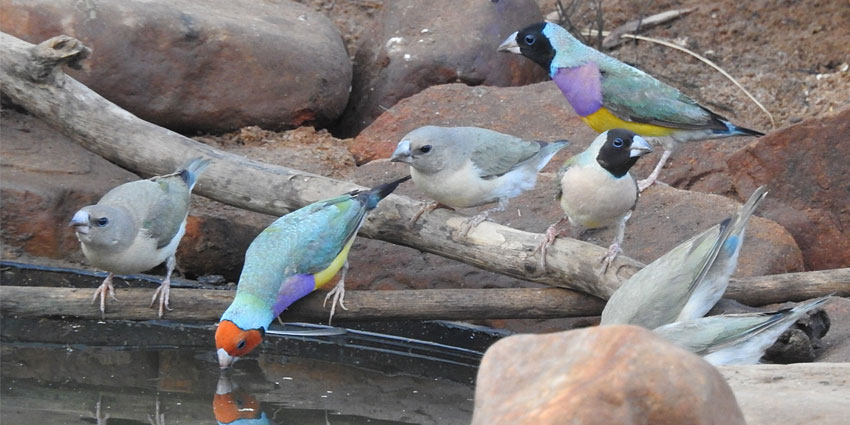 Gouldian (or rainbow) finch