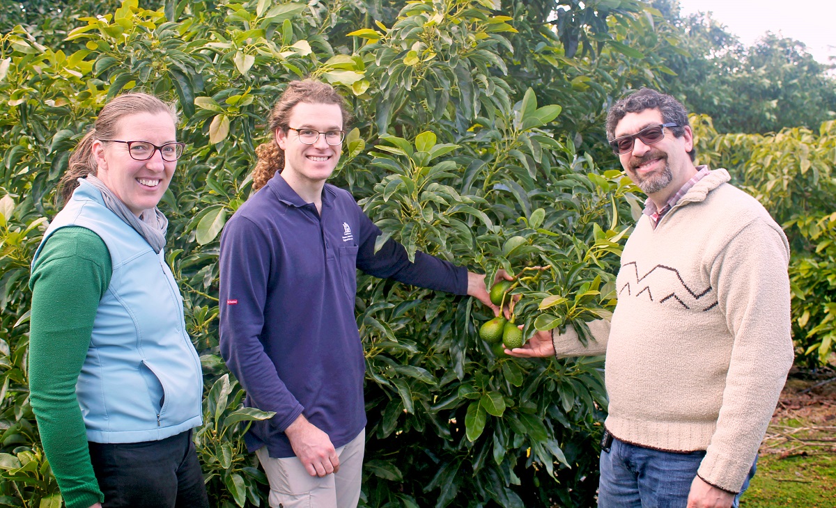 Three DPIRD staff standing next to fruiting avocado tree