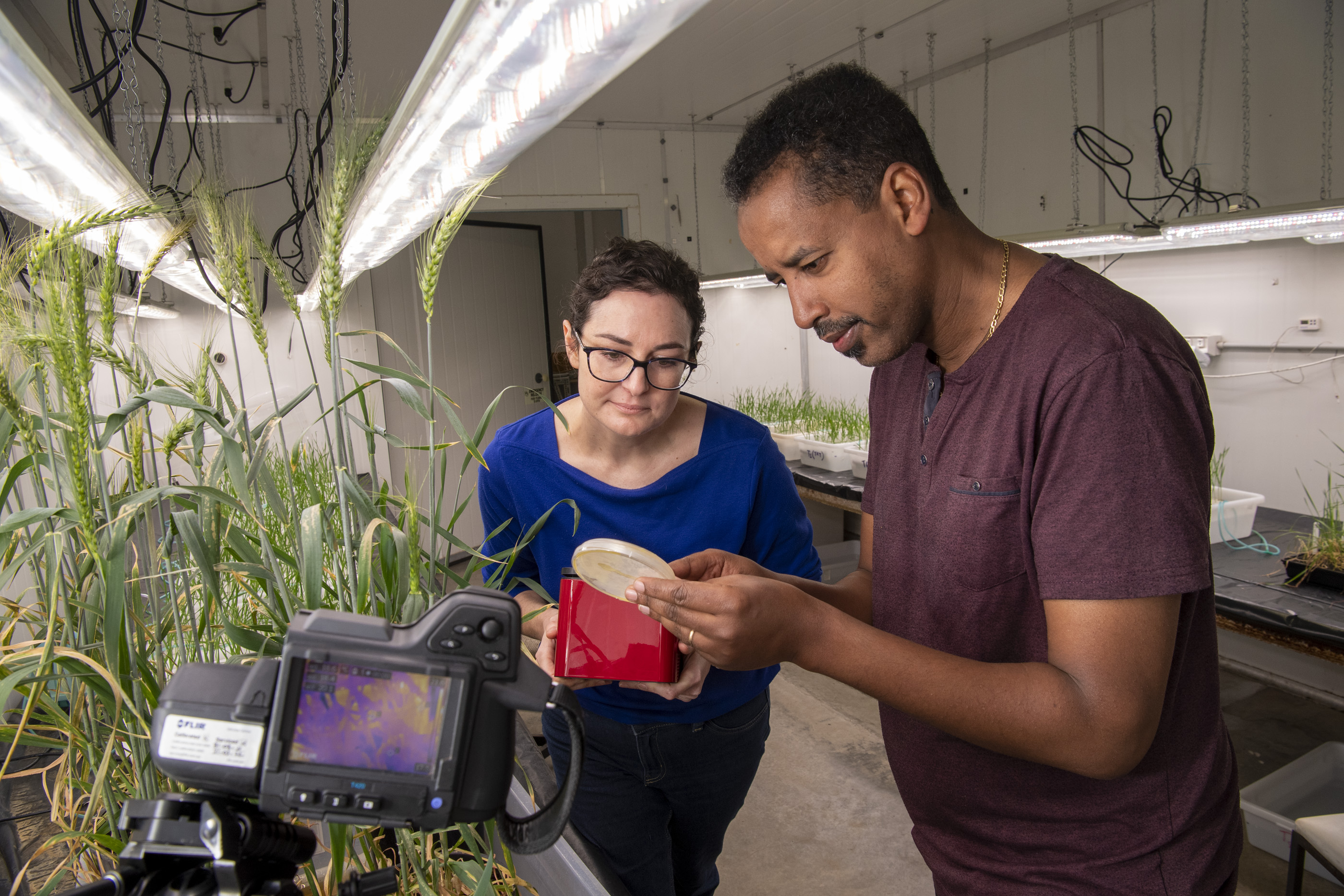 DPIRD research scientists Esther Walker and Dr Amanuel Bekuma examine a specimen for a new qPCR test to identify and quantify ice nucleating bacteria, which elevate the frost risk to plants.