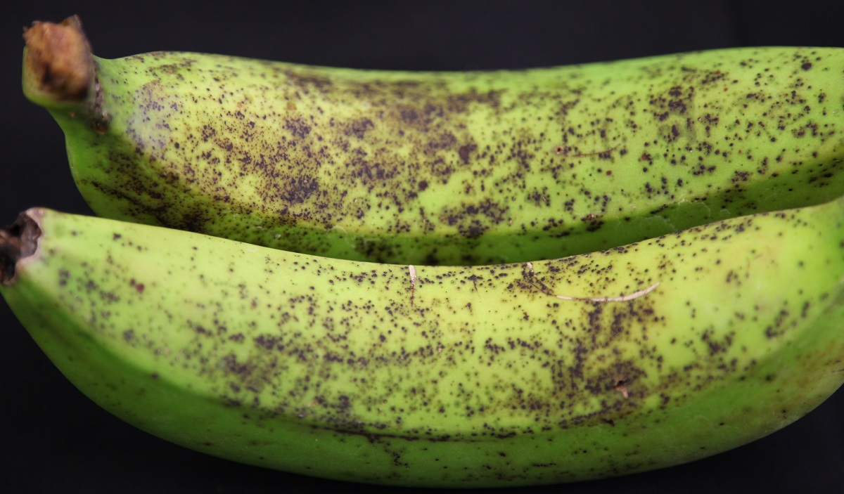 Close up image of two freckled banana fruit