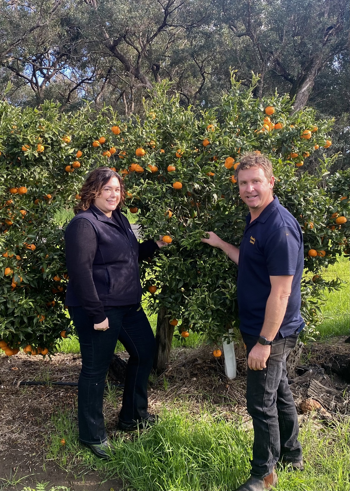 Two DPIRD staff members stand next fruiting mandarin tree