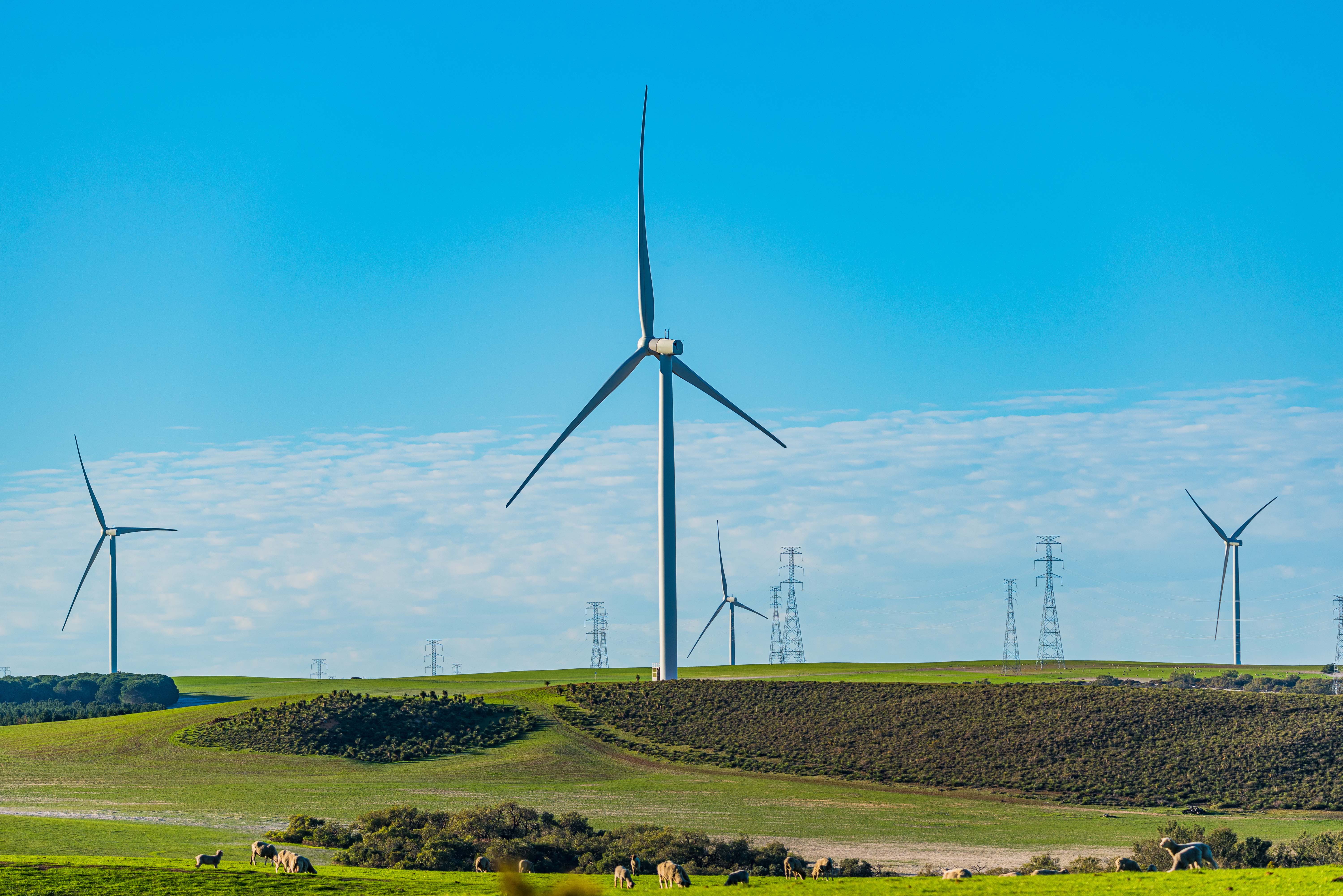 Wind turbines in a field with power lines in the background