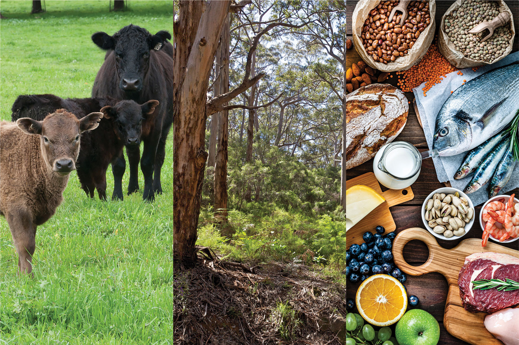 BAM Act review banner composed of three pictures: Cattle, trees and food platter.