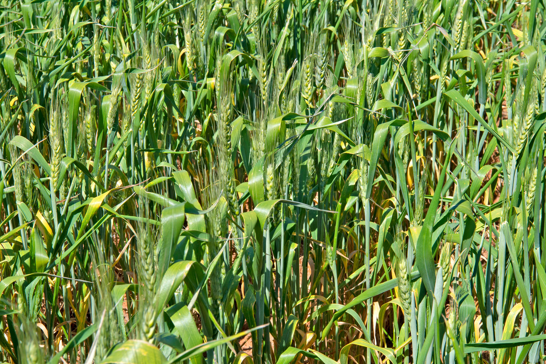 Green wheat crop