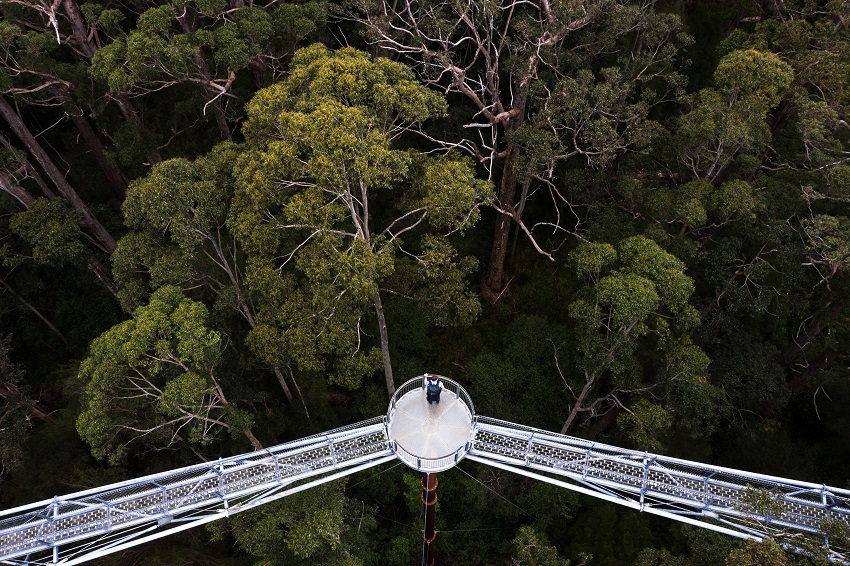 Valley of the Giants treetop walk in Walpole-Nornalup National Park - a man stands on a platform - taken from above